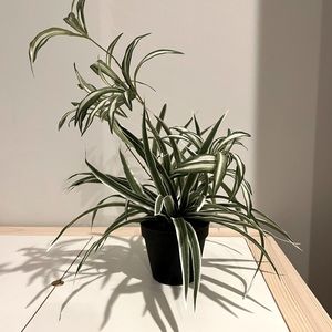 Pottery Barn Faux Potted Variegated Spider Houseplant - LIKE NEW!!!
